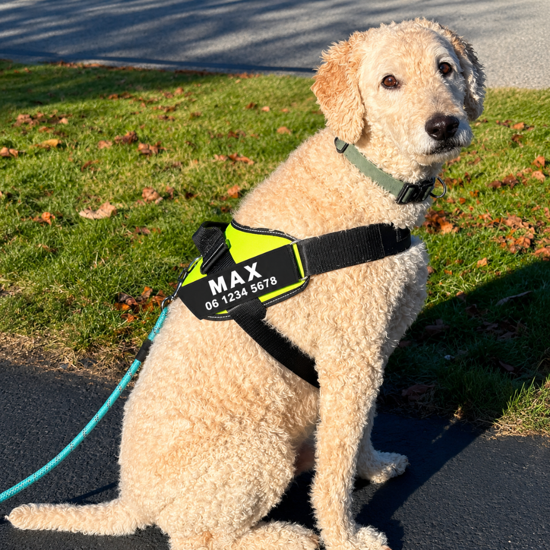 EasyWalk | Moeiteloos En Comfortabel Wandelen Met Je Hond