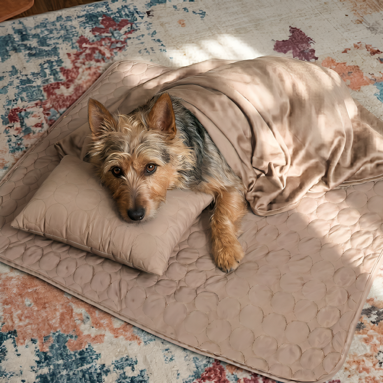 CoolPaw | Houd Je Hond Heerlijk Koel