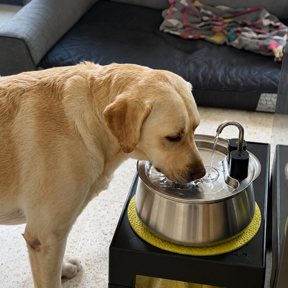 PetFountain | Altijd Fris Drinkwater Voor Je Hond